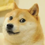 doge android application logo